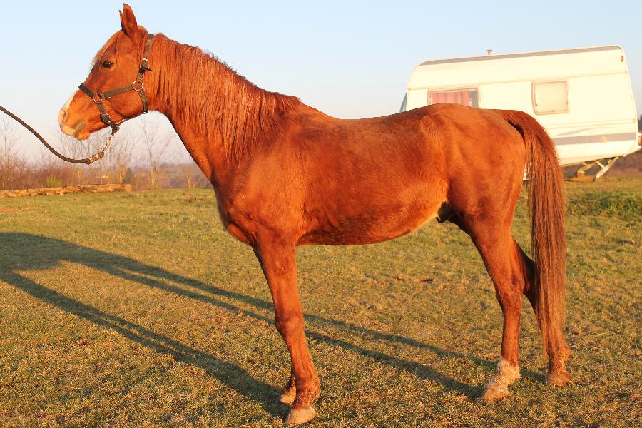 Etalon Cheval Arabe  Saint-Christophe-en-Bourbonnais dans l'Allier photo 3
