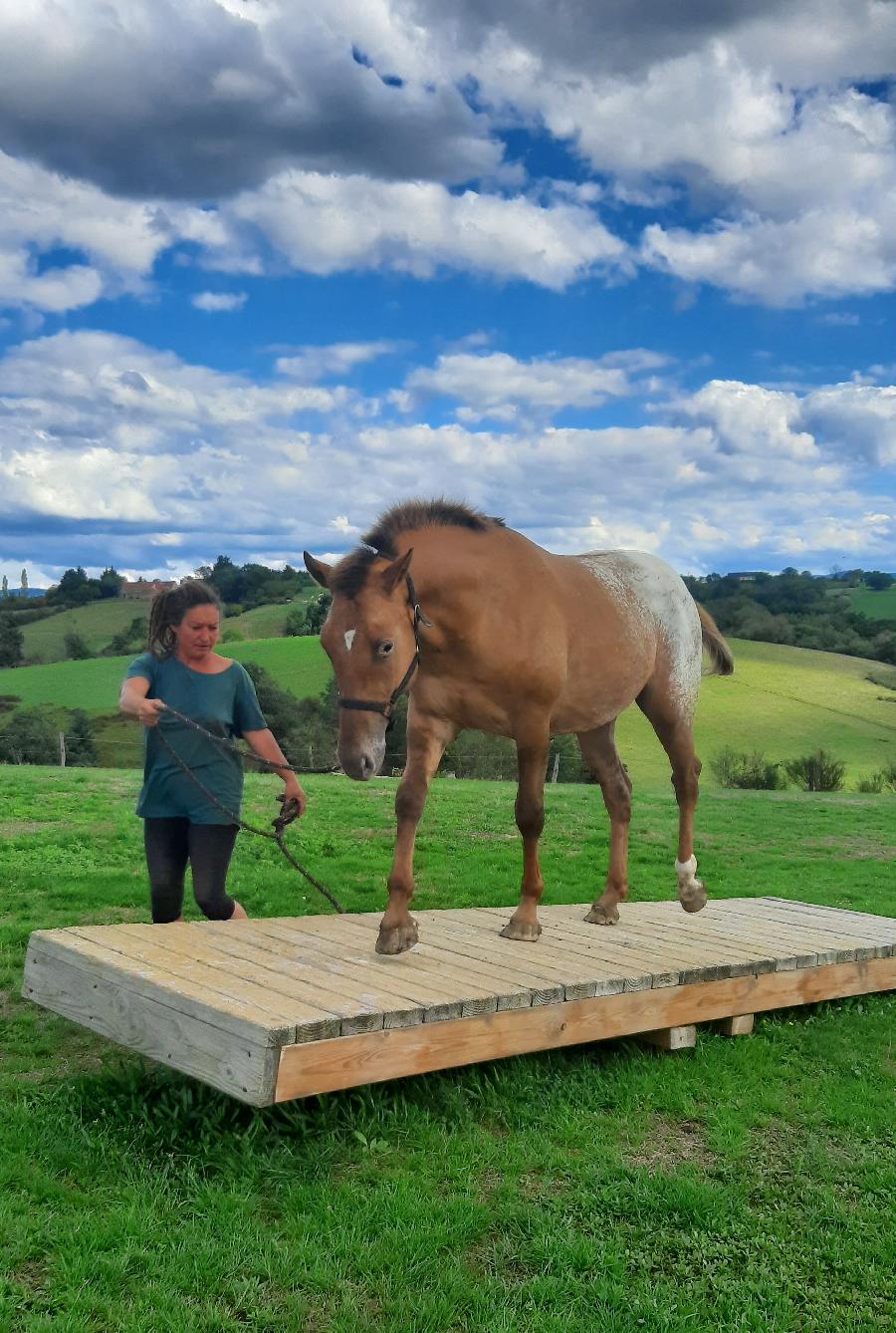 Etalon Cheval Appaloosa � Saint-Christophe-en-Bourbonnais dans l'Allier photo 2