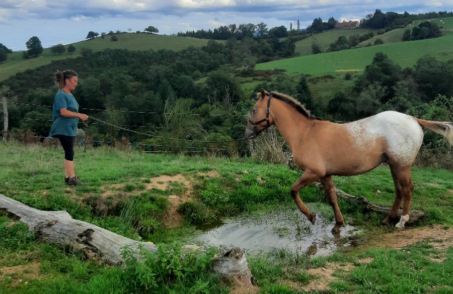 Etalon Cheval Appaloosa � Saint-Christophe-en-Bourbonnais dans l'Allier photo 3