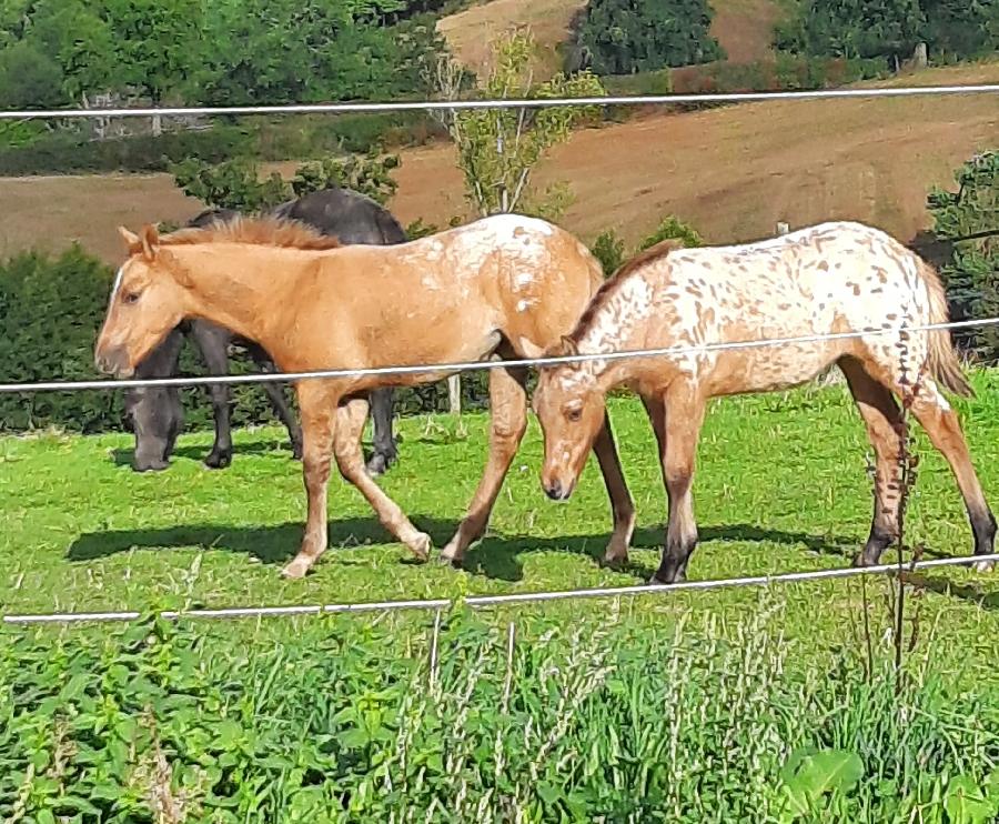 Etalon Cheval Appaloosa � Saint-Christophe-en-Bourbonnais dans l'Allier photo 4