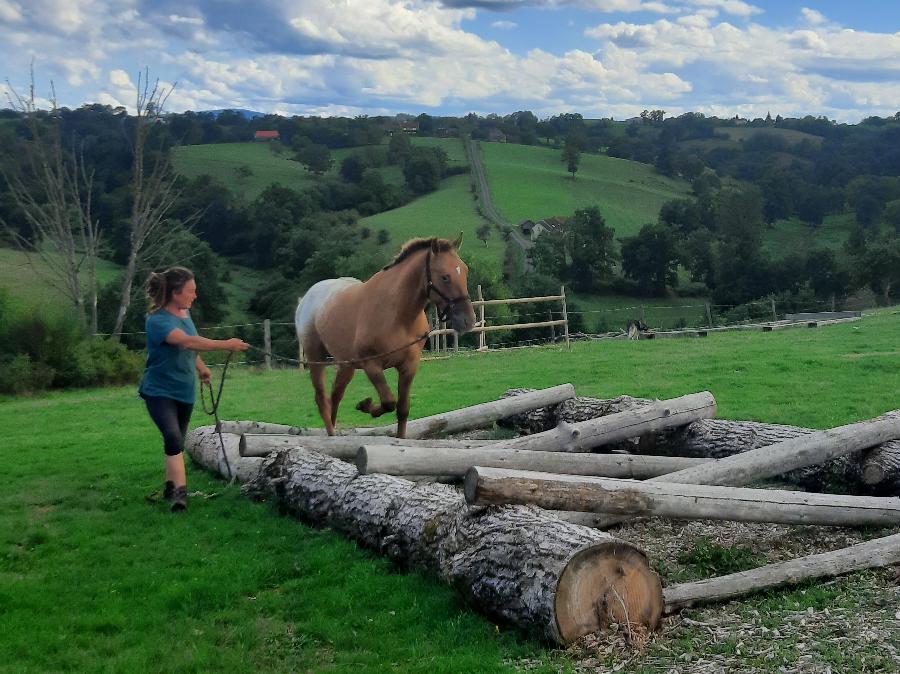 Etalon Cheval Appaloosa � Saint-Christophe-en-Bourbonnais dans l'Allier photo 5