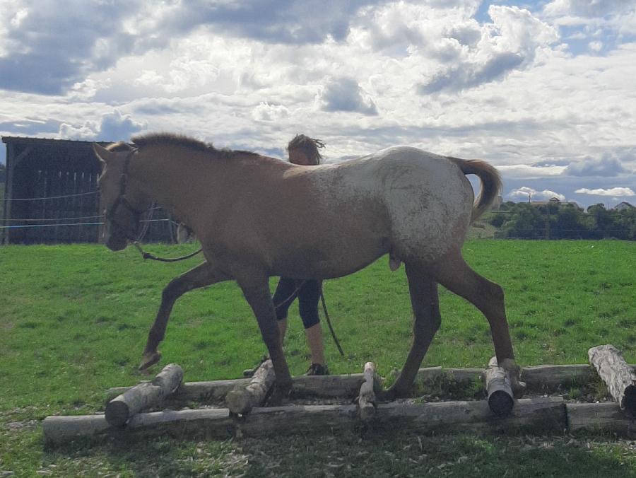 Etalon Cheval Appaloosa � Saint-Christophe-en-Bourbonnais dans l'Allier photo 6