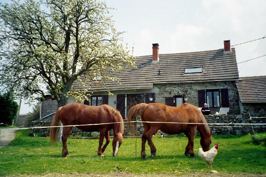 Gite equestre cheval Ayat sur Sioule dans le Puy-de-dme 