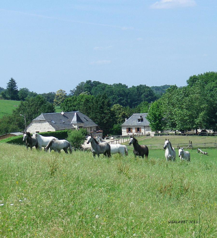 Gite equestre cheval Camps-Saint-Mathurin en Corrze  photo 2