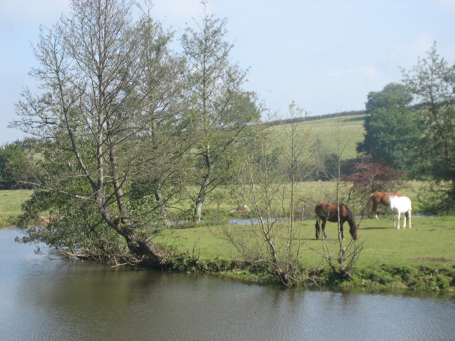 Gite equestre cheval Paray-le-Monial en Saône-et-Loire  photo 5