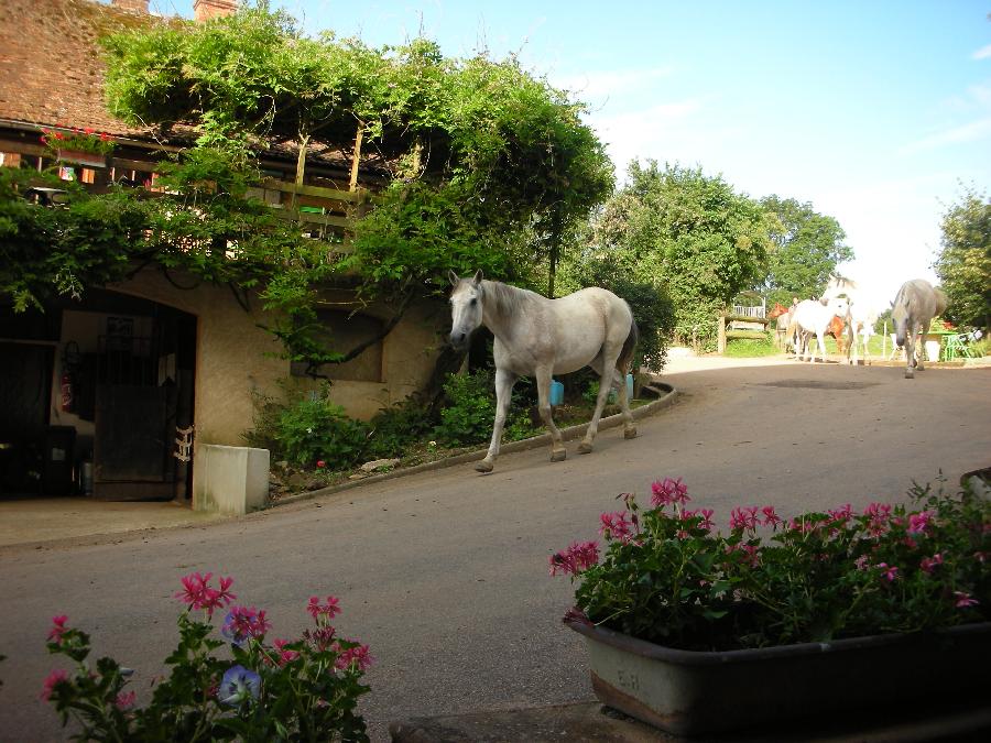 Gite equestre cheval Paray-le-Monial en Saône-et-Loire  photo 6