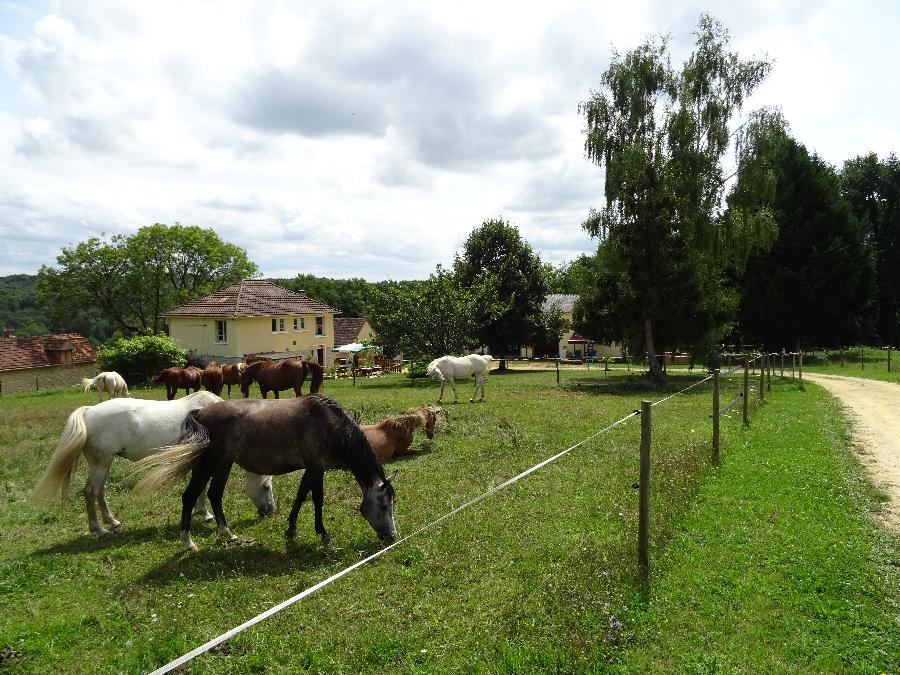 Gite equestre cheval Lacropte en Dordogne  photo 3