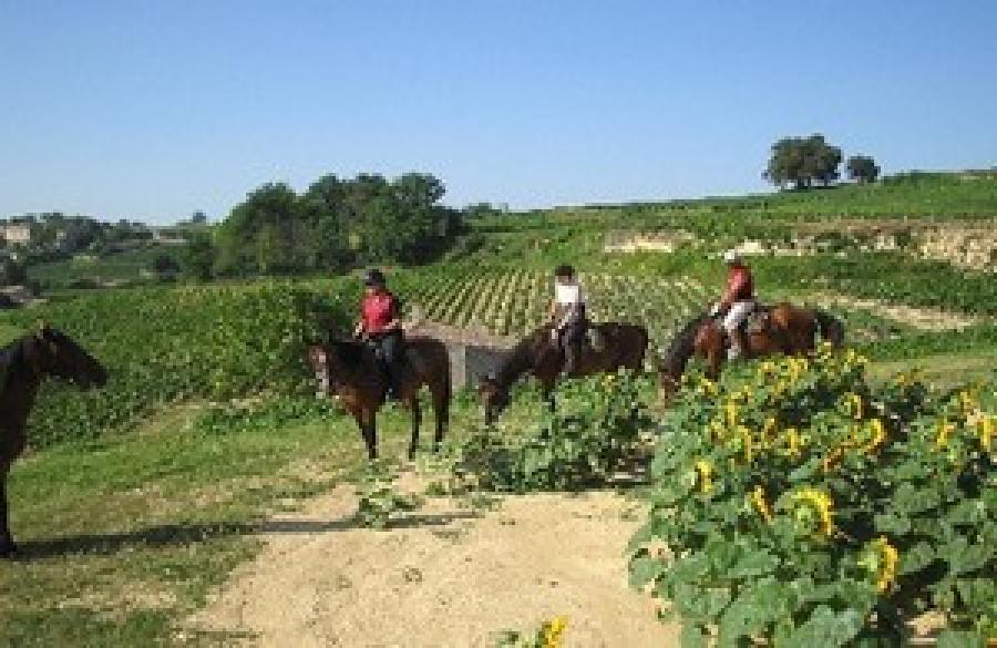 Gite equestre cheval Saint-Vivien-de-Médoc en Gironde  photo 2