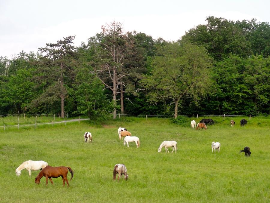Gite equestre cheval LABRETONIE dans le Lot-et-Garonne  photo 6