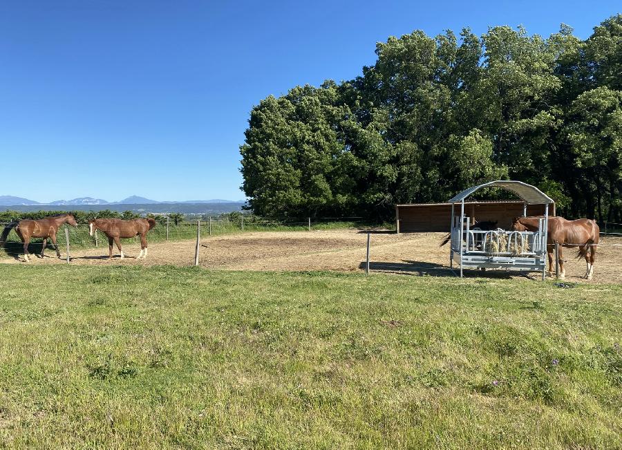 Gite equestre cheval Forcalquier dans les Alpes de Haute-Provence  photo 5