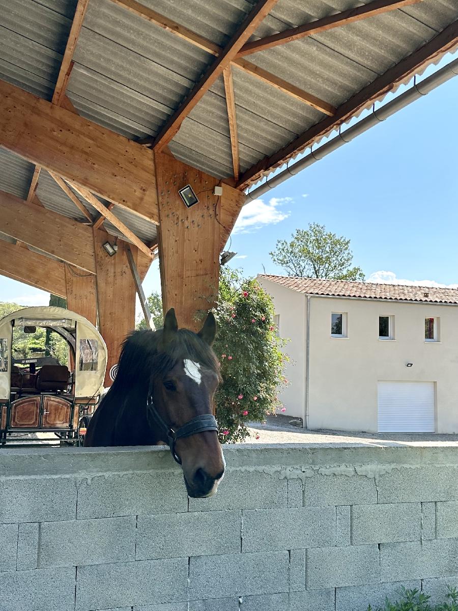 Gite equestre cheval Forcalquier dans les Alpes de Haute-Provence 