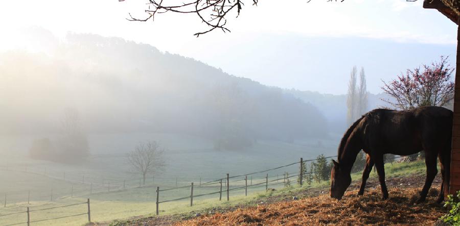 Gite equestre cheval Saint Astier en Dordogne  photo 5