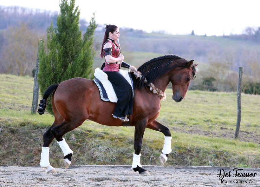 Gite equestre cheval Lisle-sur-Tarn dans le Tarn  photo 3