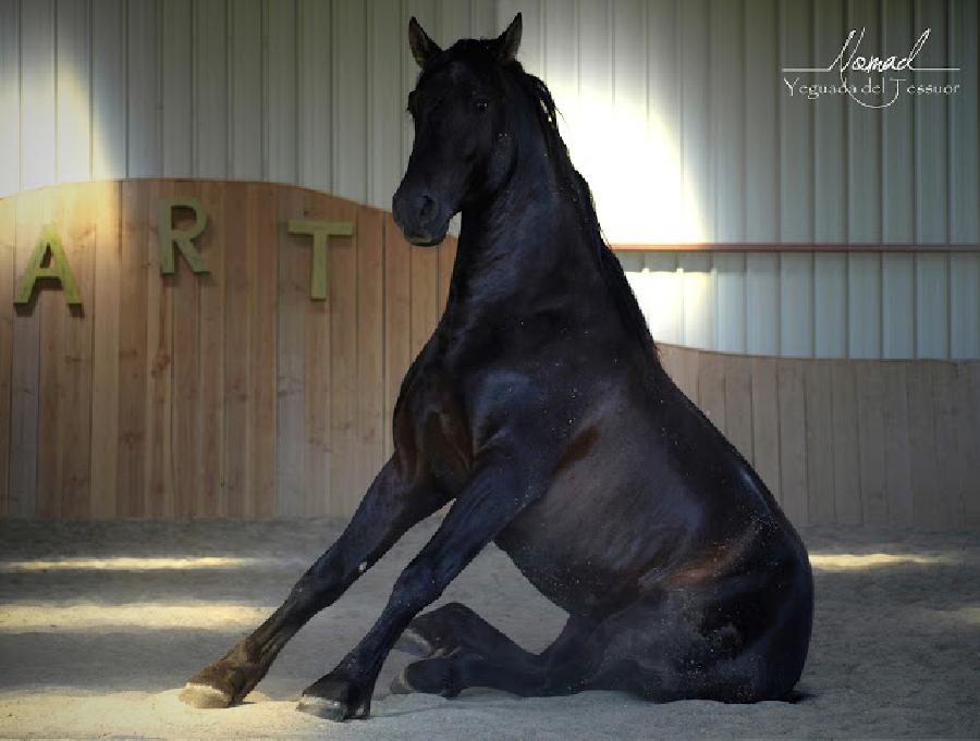 Gite equestre cheval Lisle-sur-Tarn dans le Tarn  photo 5