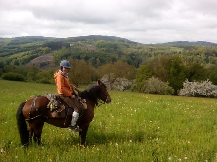 Gite equestre cheval Saint-Clment dans l'Allier  photo 6