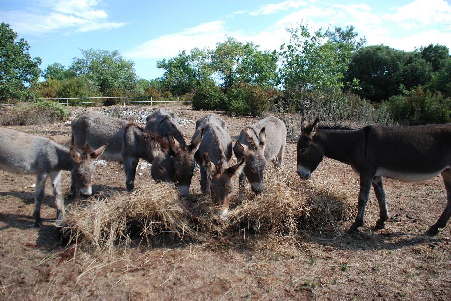 Gite equestre cheval Salavas en Ardche  photo 6