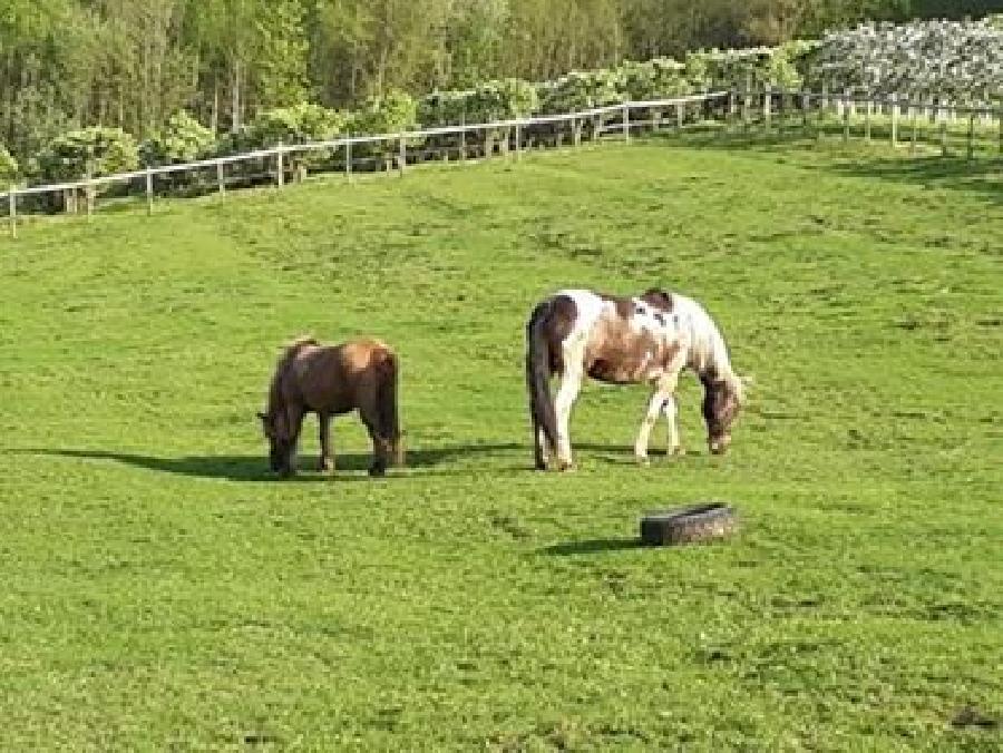 Gite equestre cheval Ecquevilly dans les Yvelines  photo 6