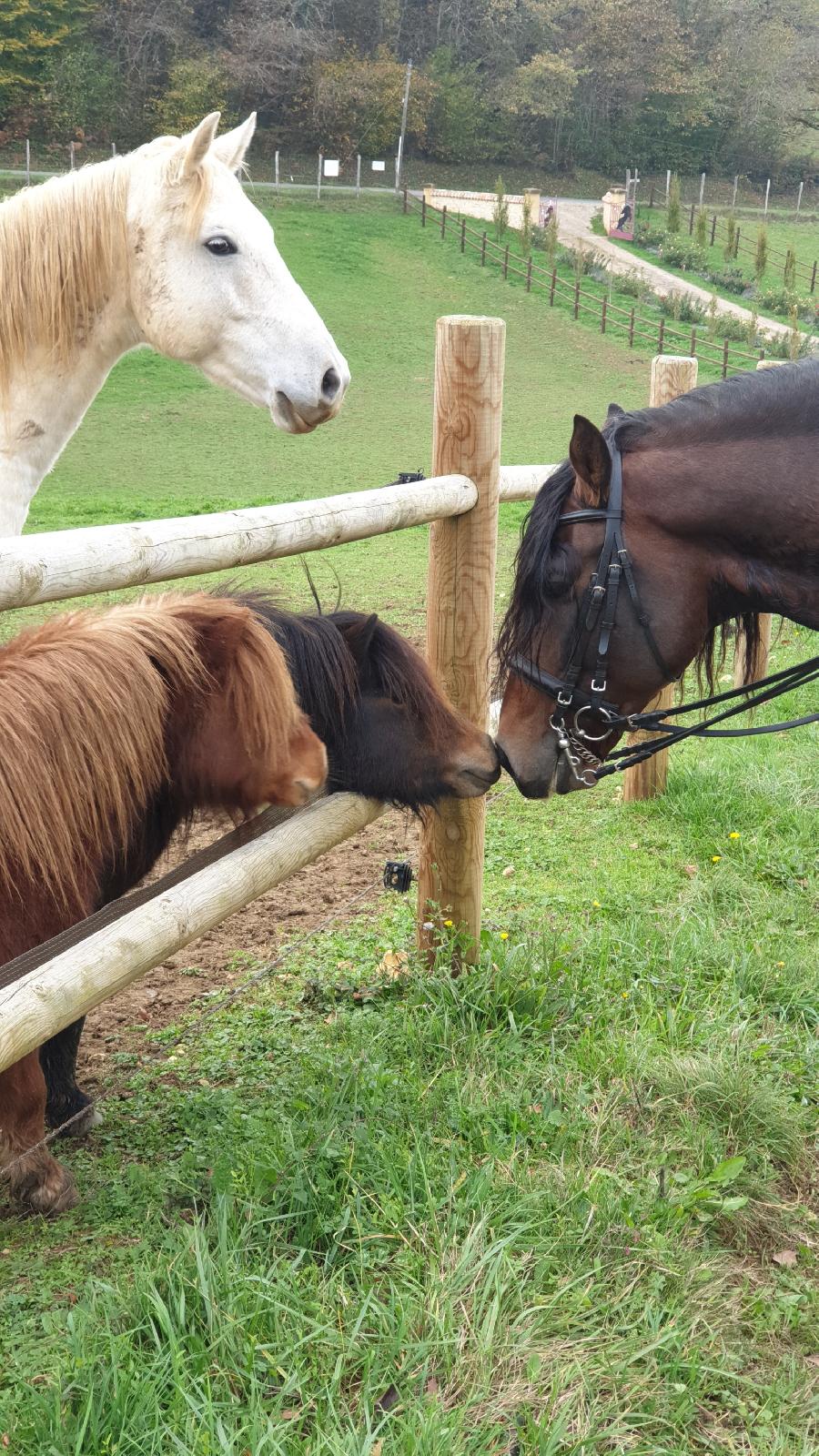 Gite equestre cheval Baneuil en Dordogne  photo 2