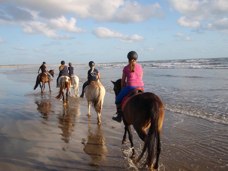 Gite equestre cheval Le Chteau-d'Olron en Charente-Maritime 