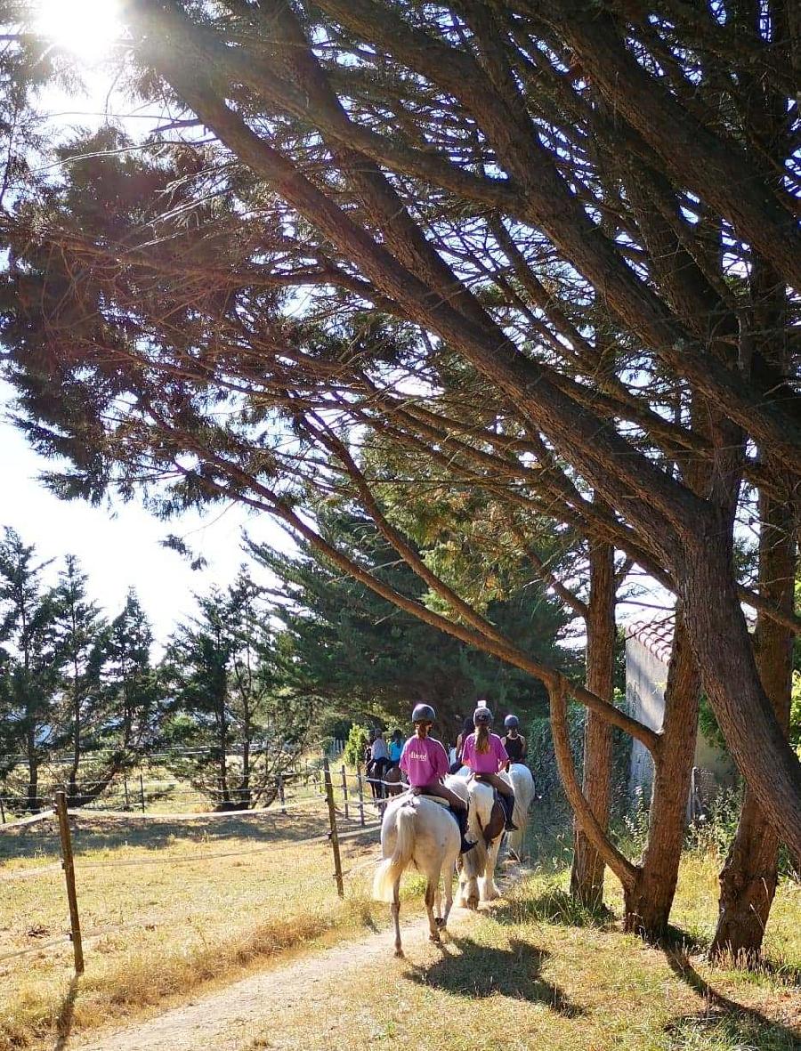 Gite equestre cheval Le Chteau-d'Olron en Charente-Maritime  photo 3