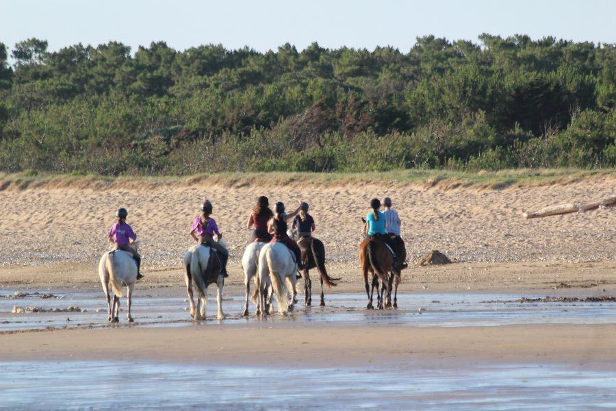 Gite equestre cheval Le Chteau-d'Olron en Charente-Maritime  photo 6