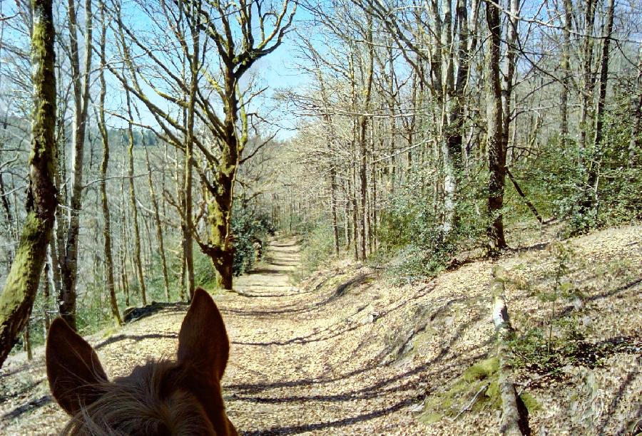 Gite equestre cheval Chaumeil en Corrèze  photo 5