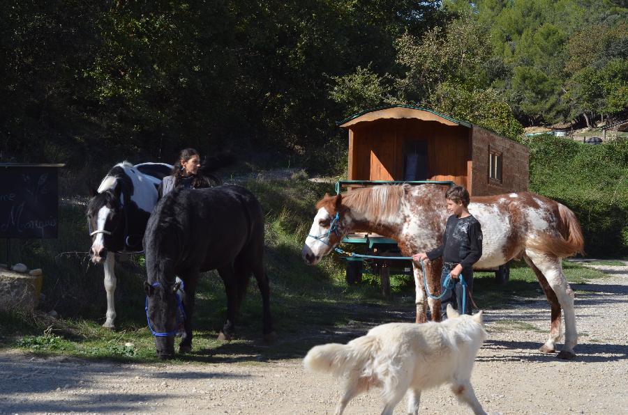 gite equestre Esparron de verdon Alpes de Haute-Provence Connexion au vivant