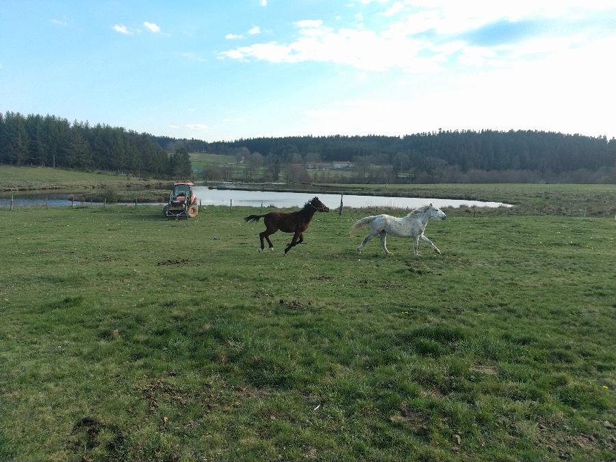 Gite equestre cheval Montregard en Haute-Loire  photo 5
