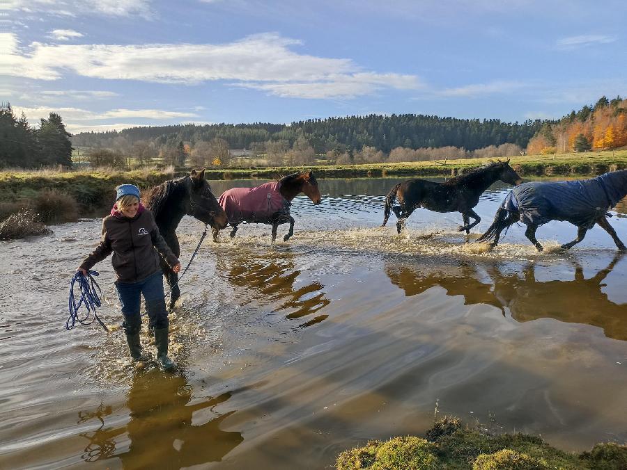 Gite equestre cheval Montregard en Haute-Loire  photo 5