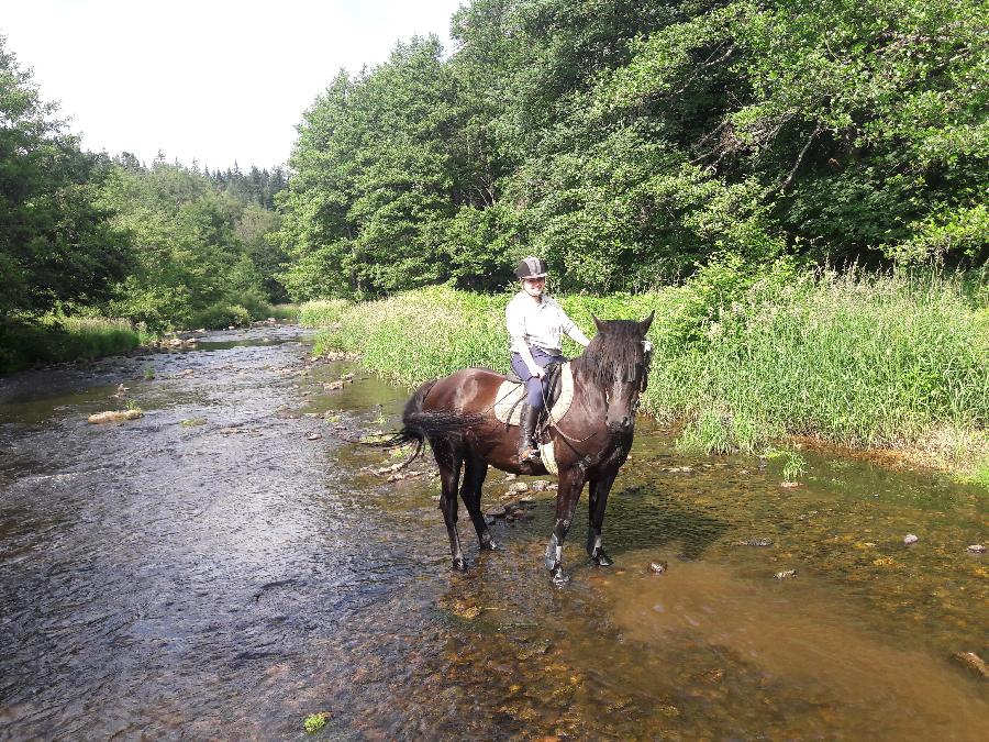 Gite equestre cheval Montregard en Haute-Loire  photo 6