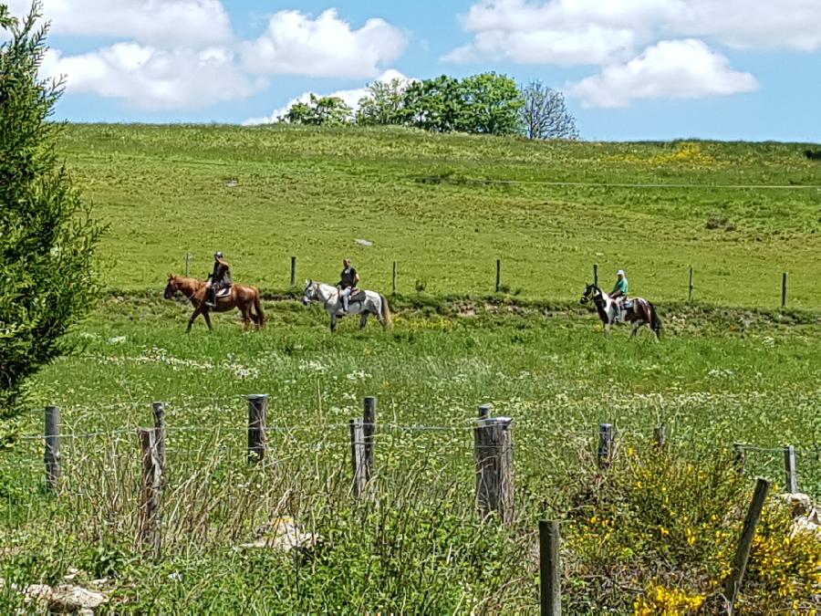 Gite equestre cheval Montregard en Haute-Loire  photo 5