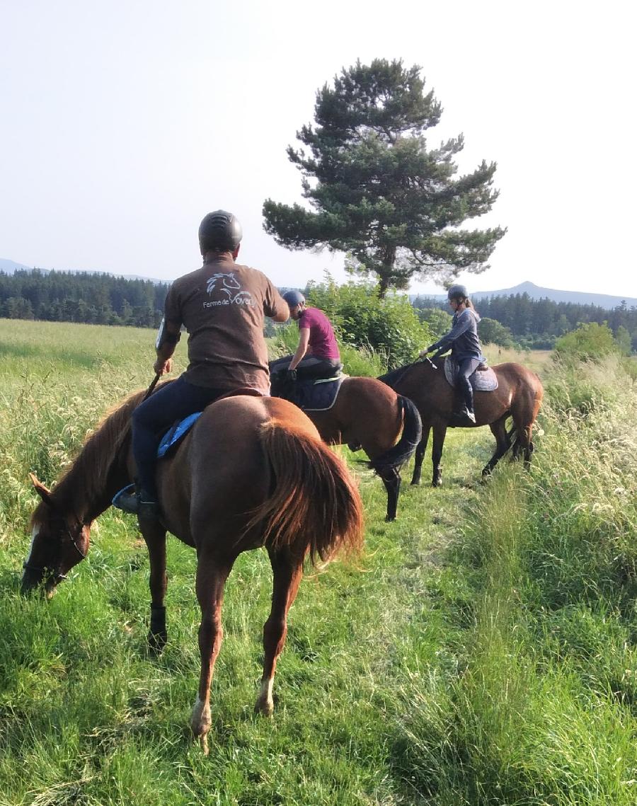 Gite equestre cheval Montregard en Haute-Loire  photo 2