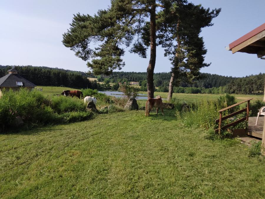 Gite equestre cheval Montregard en Haute-Loire  photo 5