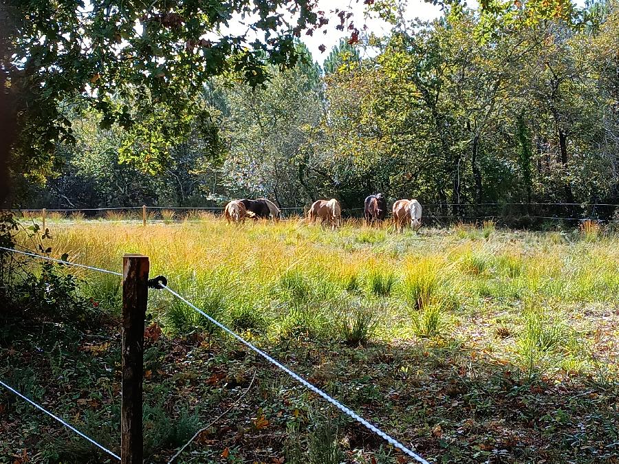 Gite equestre cheval Naujac-sur-Mer en Gironde  photo 5