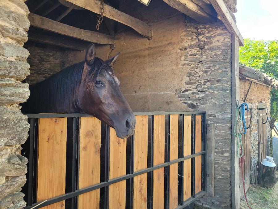 Gite equestre cheval Pampelonne dans le Tarn  photo 5
