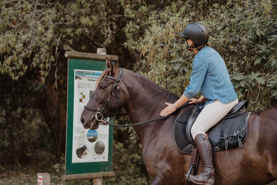 Gite equestre cheval Naujac-sur-Mer en Gironde  photo 4