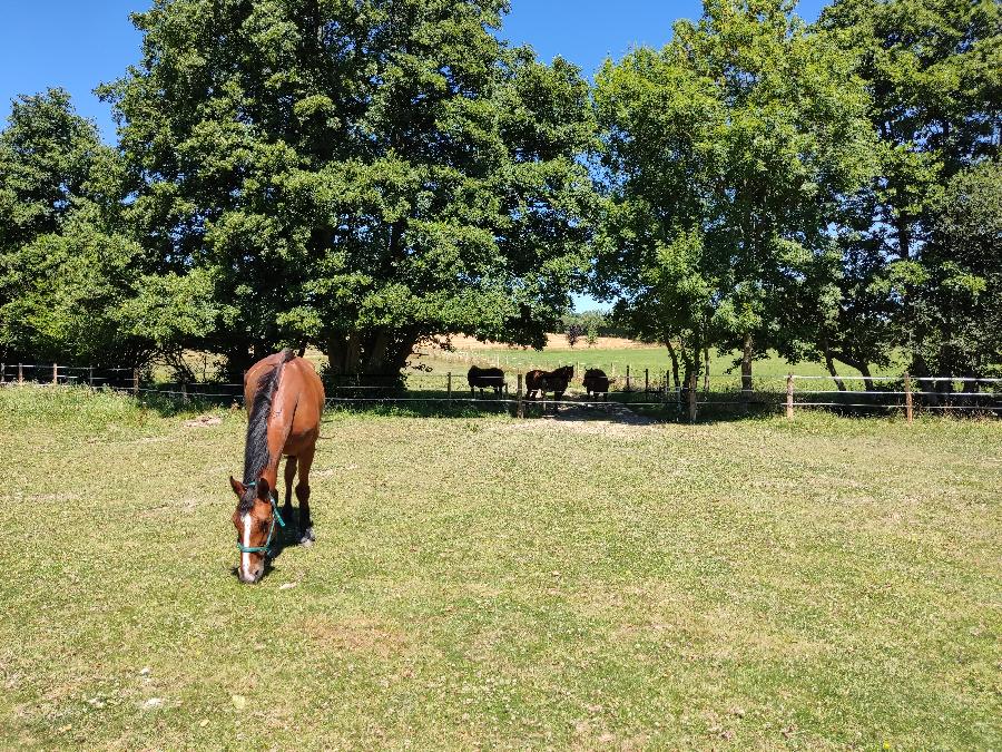 Gte questre Haras Le Val Du Conte  <em>61500 Le Bouillon</em> Orne