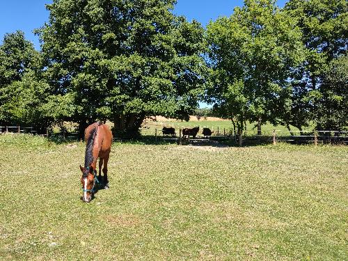 Gte questre Haras Le Val Du Conte  <em>61500 Le Bouillon</em> Orne