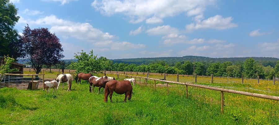 Gite equestre cheval Le Bouillon dans l'Orne  photo 5