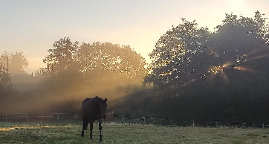 Gite equestre cheval Le Bouillon dans l'Orne 