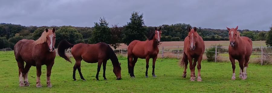 Gite equestre cheval Le Bouillon dans l'Orne  photo 5