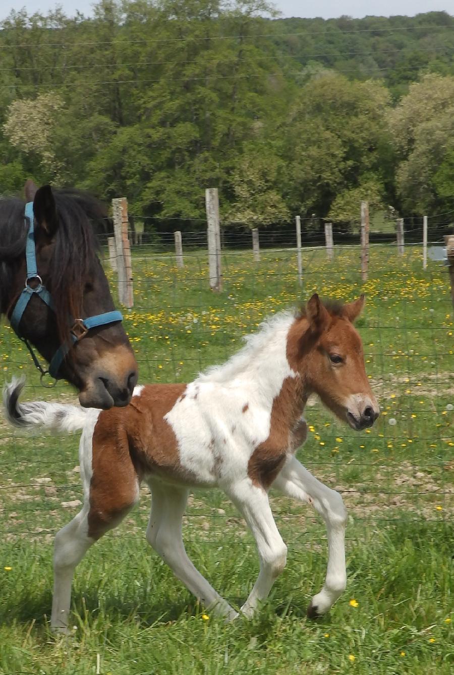 Gite equestre cheval Le Bouillon dans l'Orne  photo 6