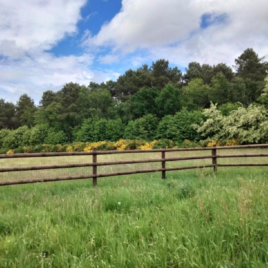 Gite equestre cheval Challes dans la Sarthe  photo 3