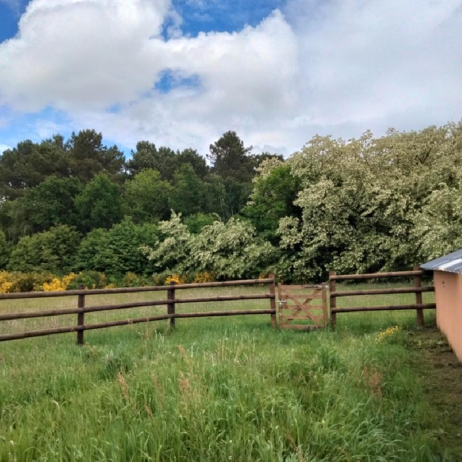 Gite equestre cheval Challes dans la Sarthe  photo 2