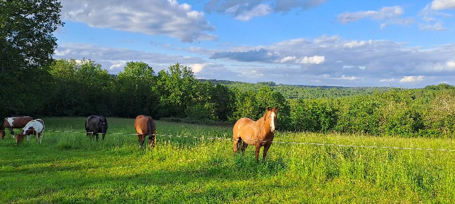 gite equestre Savignac-de-Miremont Dordogne Terre de Jade