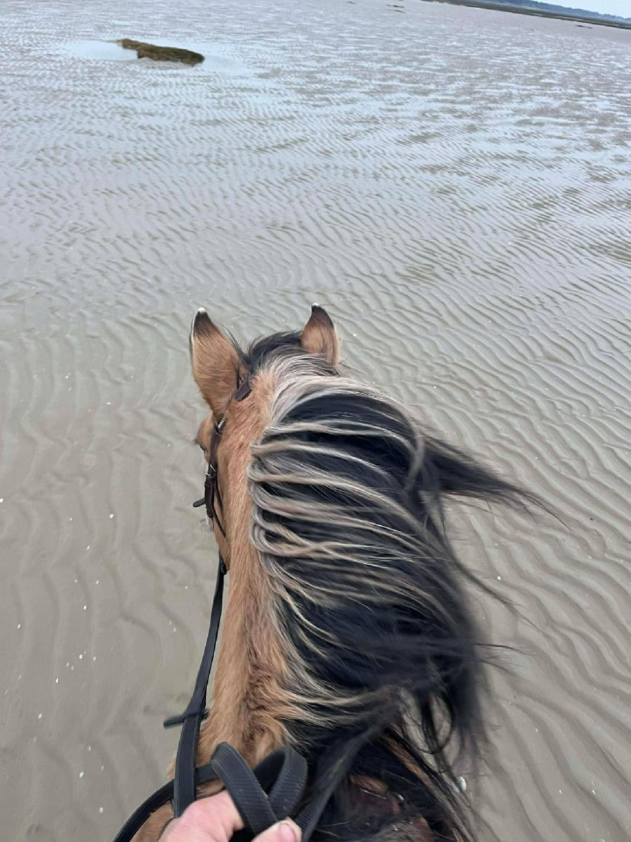 Gite equestre cheval Ponthoile dans la Somme 