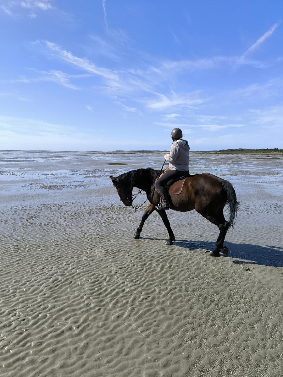 Gite equestre cheval Ponthoile dans la Somme  photo 2