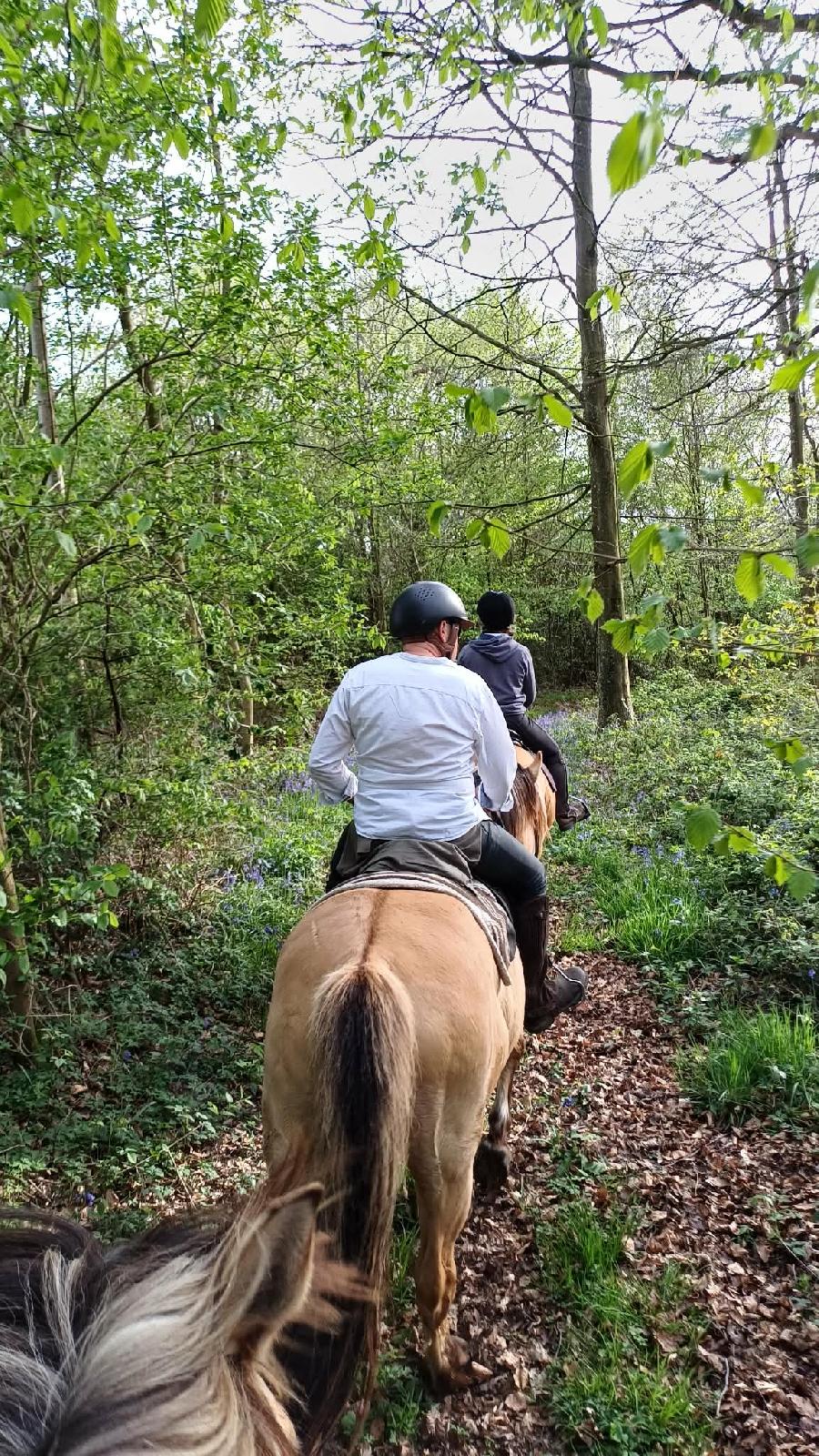 Gite equestre cheval Ponthoile dans la Somme  photo 2