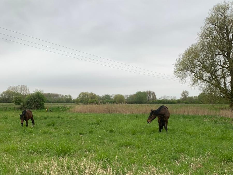 Gite equestre cheval Ponthoile dans la Somme  photo 3
