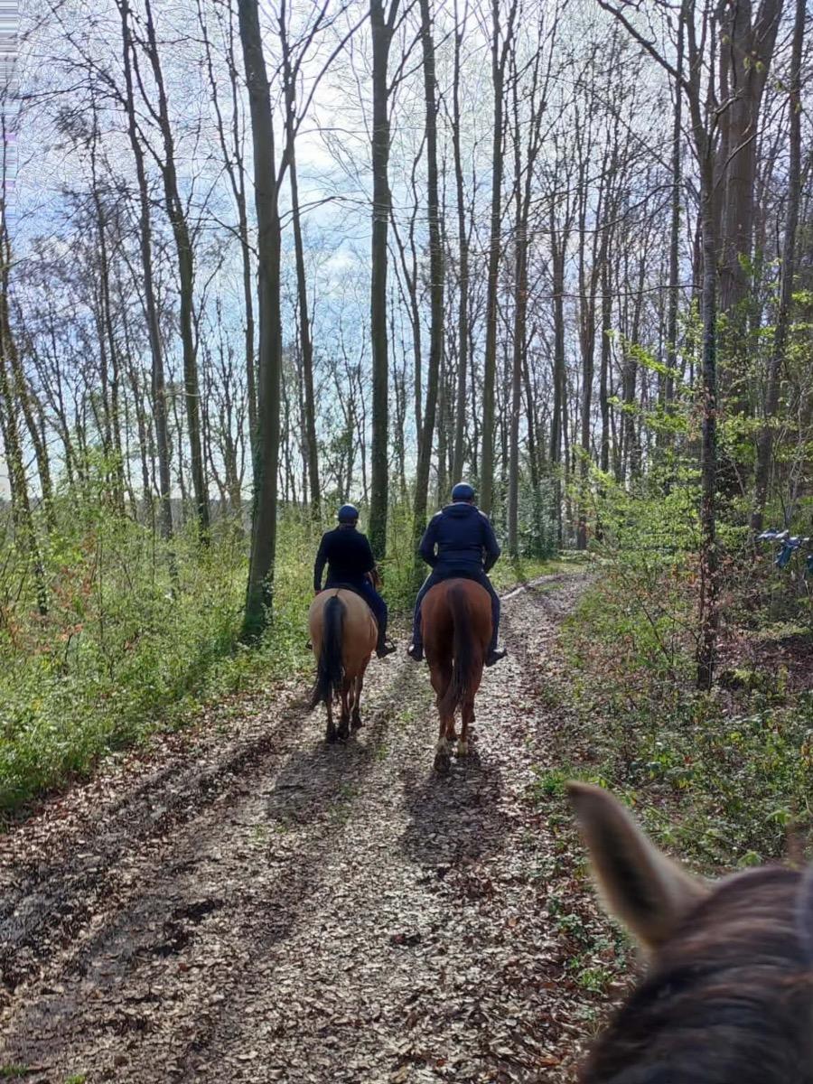 Gite equestre cheval Ponthoile dans la Somme  photo 4